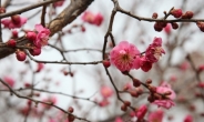 전국 첫 봄꽃축제...“볼그스름한 순천 홍매화 보러오세요”