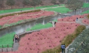 강남구 양재천에 핑크뮬리 정원 만든다