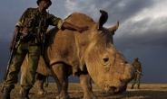 북부흰코뿔소 사실상 멸종…마지막 수컷 건강악화로 안락사