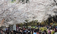 송파구, 석촌호수서 4월5~13일 ‘벚꽃축제’