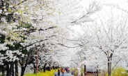 [포토뉴스] 벚꽃길 함께 걸어요