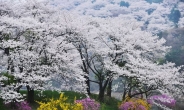 서울은 지지만, 용인 산중 벚꽃은 이번 주말 만개