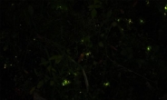 인천대공원, 반딧불이 서식지 13일부터 개방