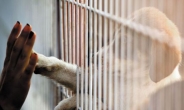 [뉴스탐색]“동물 학대 반복 막아야”…동물학대범 ‘소유권 박탈’ 서명운동도