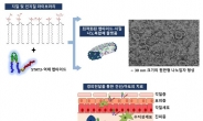 약제내성 부작용없는 아토피 치료길 열린다