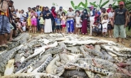인도네시아서 ‘피의 복수’…이웃 해친 악어 292마리 몰살