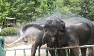보양식 먹고 냉수 샤워하고… 서울대공원 동물들의 폭염나기