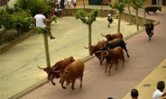 스페인 전통 축제…“소떼를 피해라”