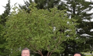 [평양회담]문대통령, 백화원에 모감주나무 식수…文 “모감주나무는 번영을 의미”