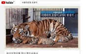 아기 시베리아 호랑이 4마리의 나날…서울대공원, 1년간 기록