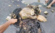 인간탐욕이 부른 비극…고래 뱃속서 샌들·가방· 컵이 6kg