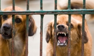 '쇠퇴하는 한국의 개고기 문화'…CNN, 변화상 집중 조명