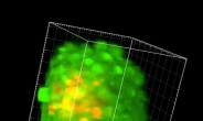 3차원 세포 이미징 기술 개발…신약 개발속도 높여