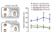 LED 빛으로 유전자 발현 조절 가능…뇌 영역 탐구 활용 기대