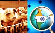 인도 여행객 ‘돼지독감 주의보’…올해만 312명 사망