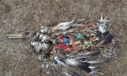 굶어죽은 어린 새의 뱃속 가득 쓰레기…“인간의 행동을 비추는 거울이죠”