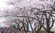 영등포 ‘여의도 봄꽃축제’ 3년 연속 대한민국축제콘텐츠 대상