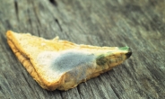 곰팡이 핀 빵…그 부분만 떼어내고 먹는다고?