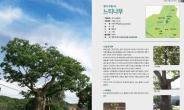 수원 광교산 500년된 느티나무 보호수는 누가 심었을까