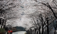 하동군, ‘십리벚꽃 길’ 화개장터 벚꽃축제 29일 개막