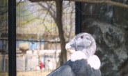 ‘멸종 위기 1급 콘돌’ 서울대공원서 체코로 간다