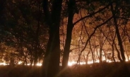 벌써 세번째, 불씨가 살아났다…부산 해운대구 운봉산 산불 재발화