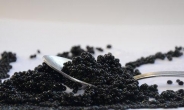 캐비어, 중국産 진격…‘귀족의 찬’에서 ‘평민간식’으로 ‘신분격하’