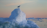 “그린란드 빙하, 1980년대보다 6배 빨리 녹아”