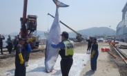 군산 앞바다서 ‘밍크고래 로또’…1450만원에 거래