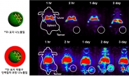 방사선 동위원소로 나노의약품 면역증감효과 확인