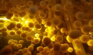 [생생코스닥] 우리바이오, 버섯균사체 제조방법 특허 획득