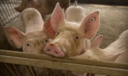 베트남 돼지열병 확산으로 돼지 170만마리 살처분