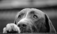 개가 ‘거부할 수 없는’ 귀여운 표정을 짓는 과학적 원인 밝혀져