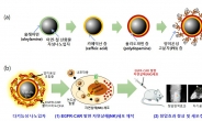 癌세포 골라죽이는 NK세포 공격력 극대화