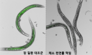 예쁜꼬마선충 활용 腸 질환 천연물치료제 개발