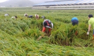 농식품부·농진청·농어촌公 400여명, 태풍 피해농가 일손돕기