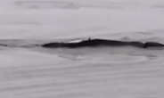 양쯔강에서 포착된 거대 괴물…알고보니 대형 에어백