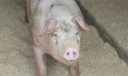 국정원 “평안북도 돼지 전멸…北전역 돼지열병 확산중”