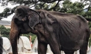 비쩍 마른 몸 감추고 축제동원…‘70년 노예’ 스리랑카 코끼리 결국 사망