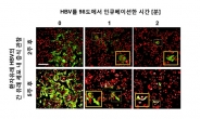 B형 간염 바이러스, 98도에서도 검출됐다