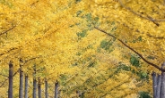 1년에 딱 10월만 개방…단풍명소 ‘홍천 은행나무 숲’ 가볼까