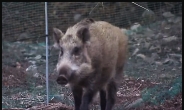 ‘멧돼지에 뚫린 서울’… 민간 포획단에 의지하는 당국