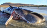 환경오염의 경고…죽은 고래 뱃속에  ‘쓰레기 100㎏’