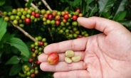 호주 연구진 “커피 과도하면 관절염·비만 위험 커져”