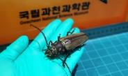 천연기념물 장수하늘소 애벌레, 성충으로 변신 성공