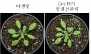 빙하에 사는 세포DNA 식물에 주입…냉해 견디는 식물 키웠다