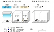 수술없이 머리에 빛 비춰 공간 기억능력 높인다