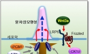 항암제 내성 유발하는 ‘일차섬모’ 생성 원리 규명