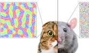 KAIST, 포유류 종마다 시각 뇌신경망 구조 다른 원인 규명