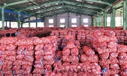 ‘올해 5만t 과잉생산’ 마늘, 첫 수출길에 오른다…정부 비축분